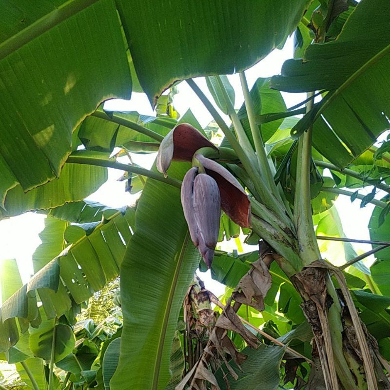 Bắp chuối tươi 1ký