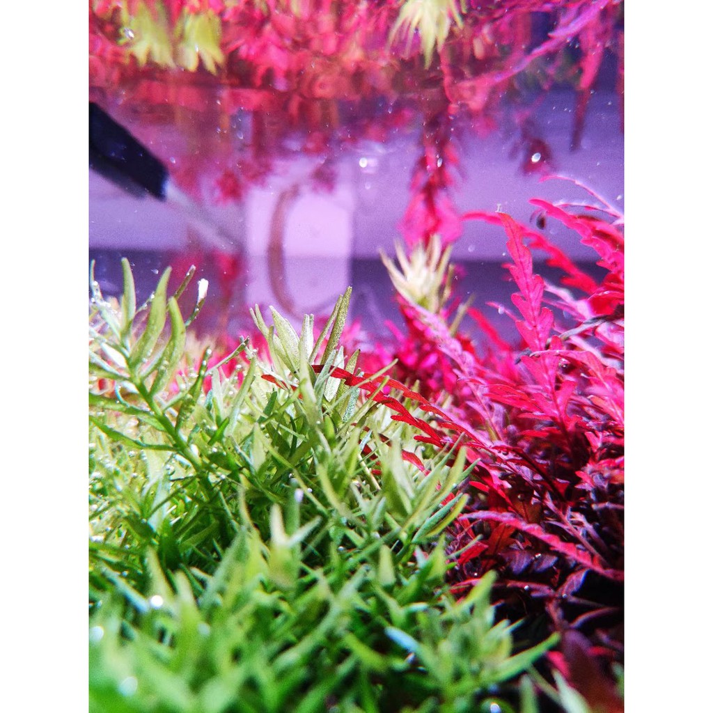 Đèn Led Thủy Sinh WRGBU SkyLed tank