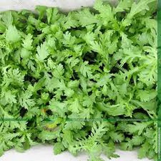 Hạt giống rau cải cúc tẻ (20g)