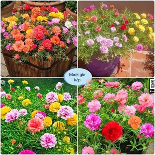 Combo 50 cành HOA MƯỜI GIỜ KÉP mix nhiều màu
