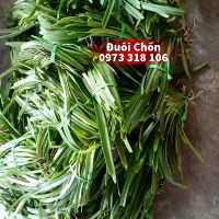 Phong lan đuôi chồn rừng Lào