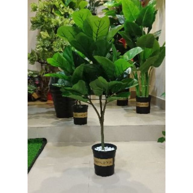 Combo Cây bàng Singapore gỉa cao 1m, có 3 nhánh - Kèm Chậu Nhựa 15cm. Cây cảnh giả trang trí nhà cửa, decor