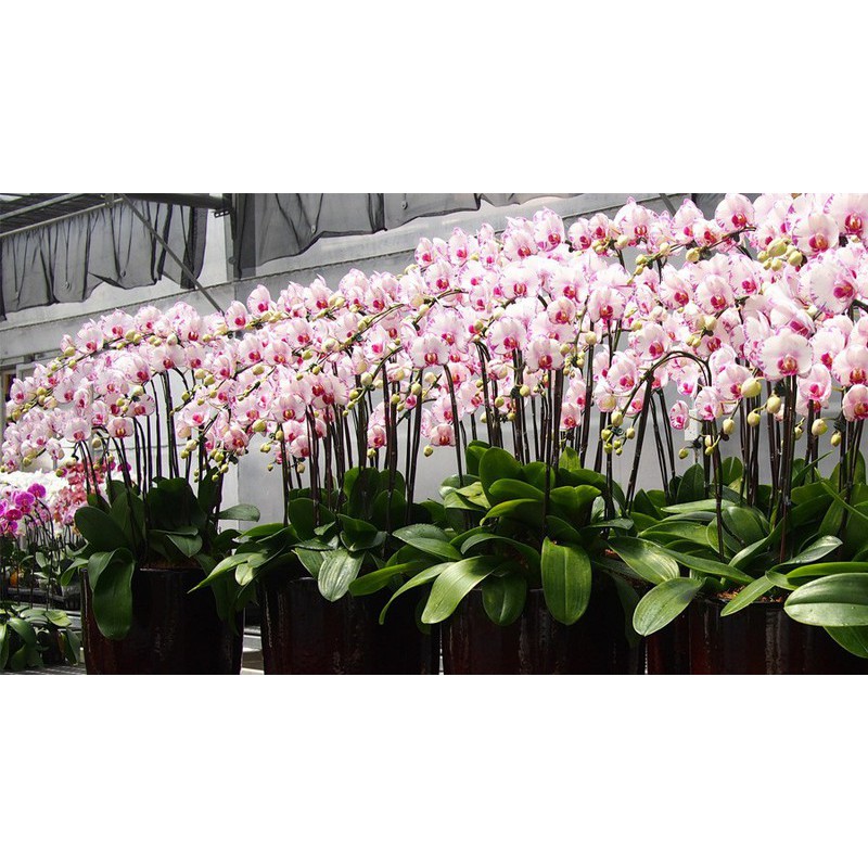 GrowMore Bloom Plus 10-60-10 + TE 100gr - Phân bón lá Grow More kích thích ra hoa và phát triển bộ rễ