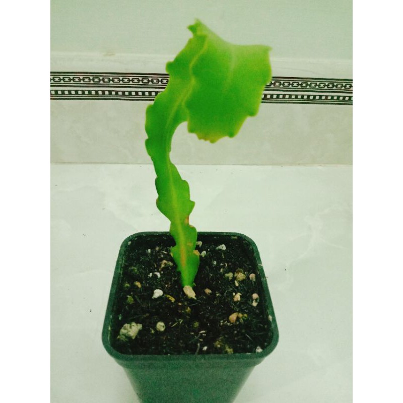 Cây Quỳnh lá xoắn