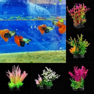 Trang trí thuỷ sinh Tai voi - Trang trí hồ Guppy