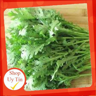 - HẠT GIỐNG TẦN Ô (CẢI CÚC) chất lượng.