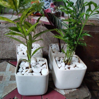 Đá sỏi trắng trang trí
