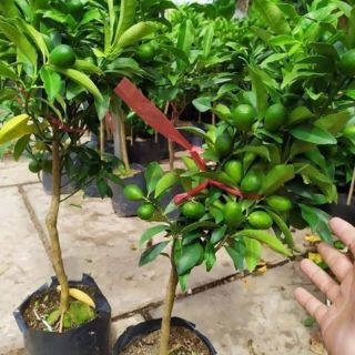 Cây 🌲 Tắc Ngọt ... Thái.... siêu trái