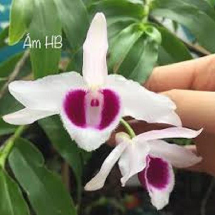 [FREESHIP - Xả Khô Máu] Hoa lan phi điệp - ám hòa bình