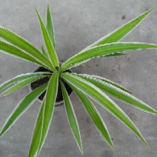 Cây dây nhện ( cỏ lan chi)