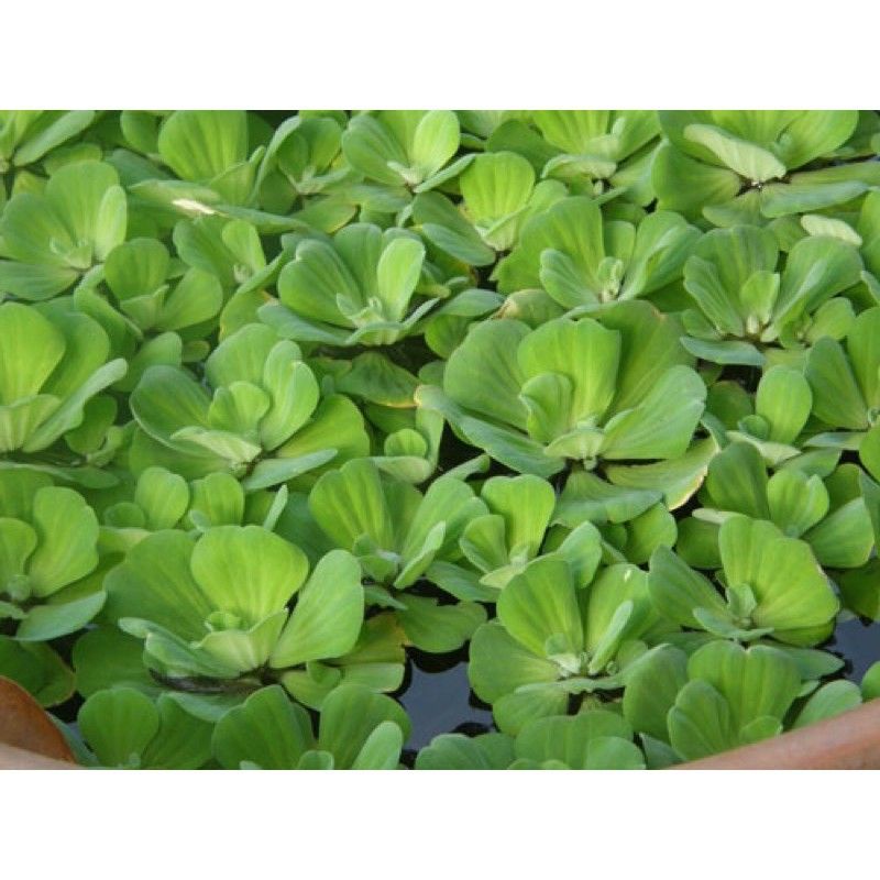 Combo 5 cụm bèo tai tượng. bèo thủy sinh. thích hợp cho hồ cá thủy sinh ngoài trời.