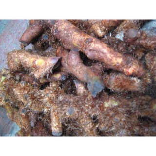 củ ráng bay phơi khô 1kg