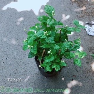 Bụi hoa nhài cho hoa thơm