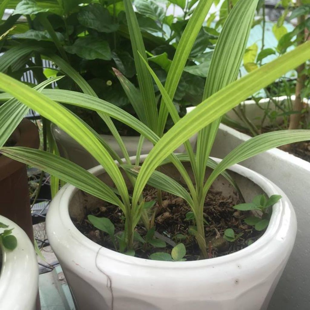 Địa Lan Rừng Chu Đình Vàng DUY NHẤT TRÊN SHOPEE