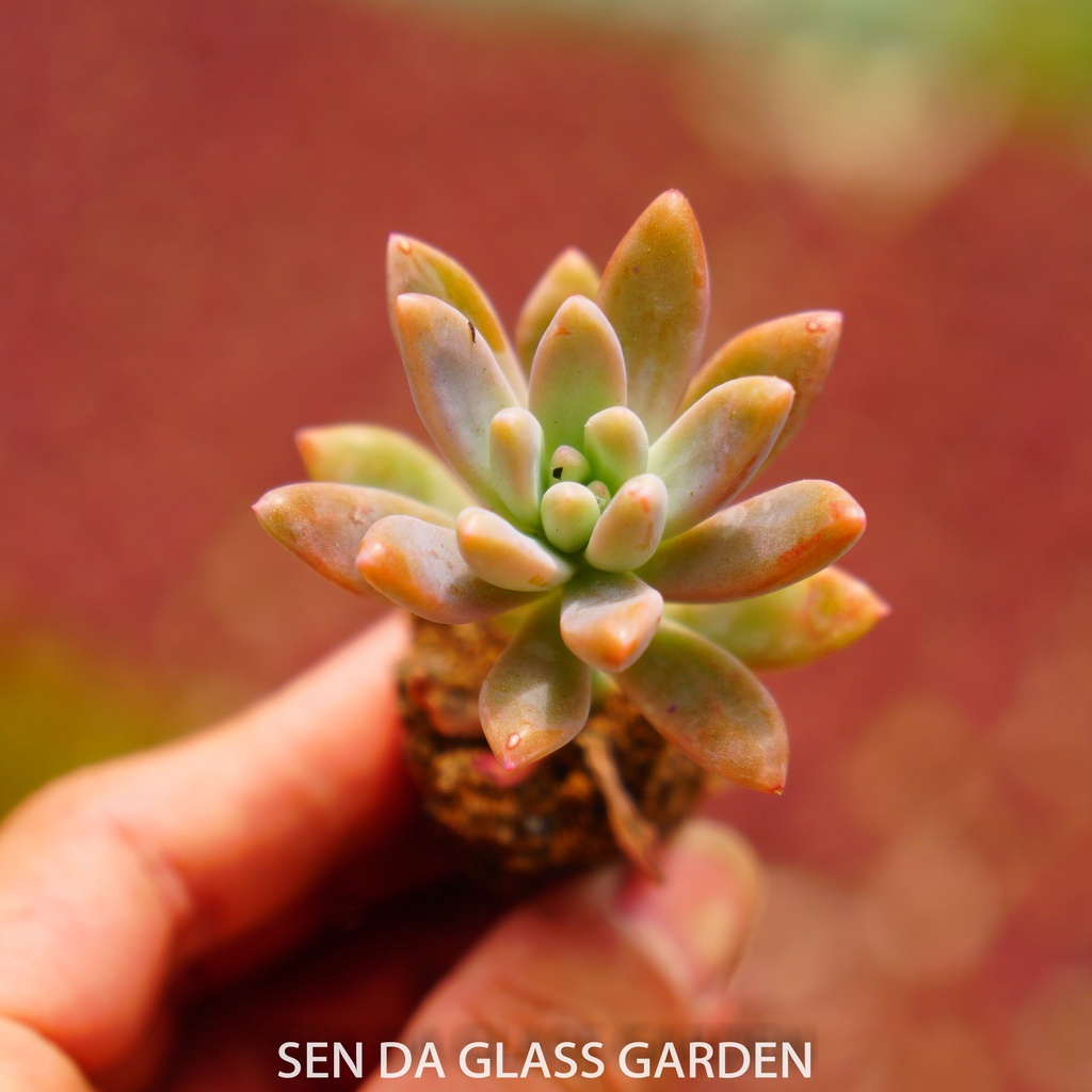 Sen đá Pha lê cánh nhọn mini 3cm GLASS GARDEN - Khỏe, dễ trồng, Thuần khí hậu Đà Lạt