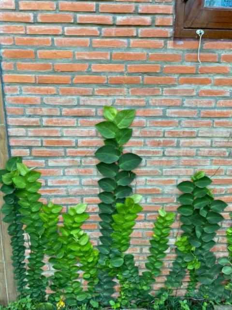 Cây thằng lằng leo