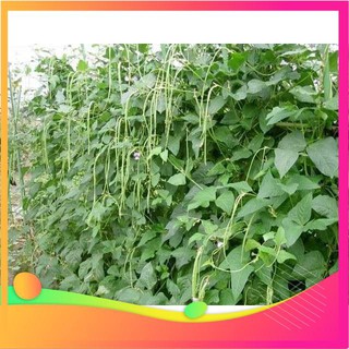 Hạt Giống Đậu Đũa - 10 Gram Hạt [ Tặng bộ dụng cụ làm vườn Mini 3 món ] VIETGAR