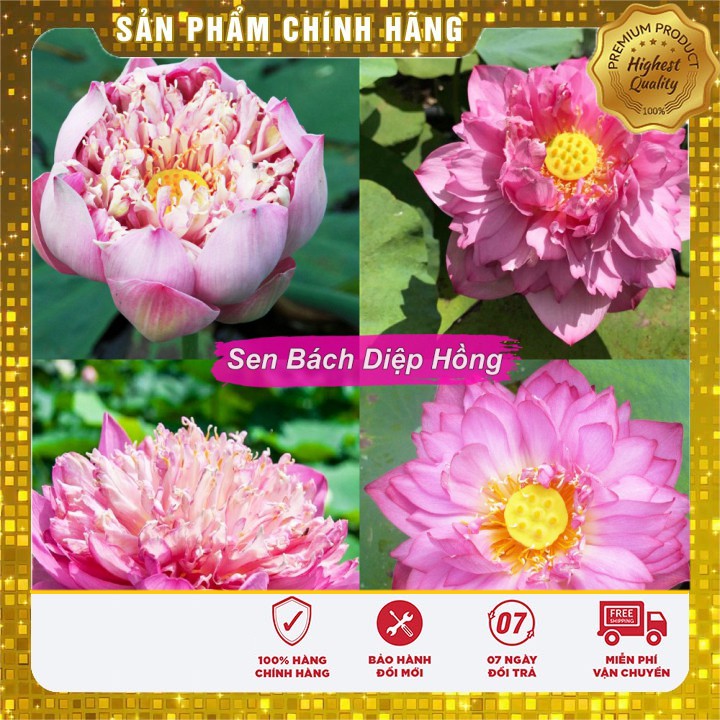 Hạt giống sen hồng,trắng bách diệp Thái Lan (10 hạt)