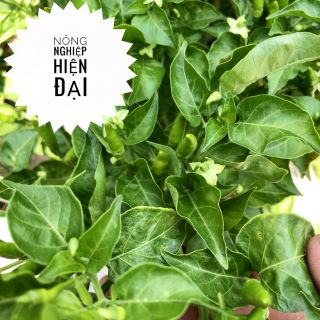 Hạt Giống Ớt Xiêm Năng Suất Cao(0,1gram)
