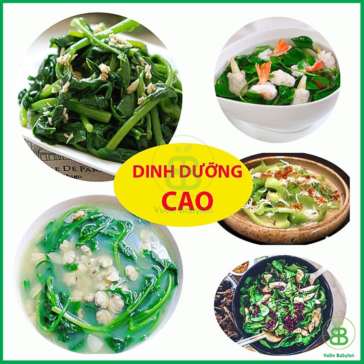 Hạt Giống Mồng Tơi Cao Sản 20Gr Dễ Trồng, Giàu Dinh Dưỡng