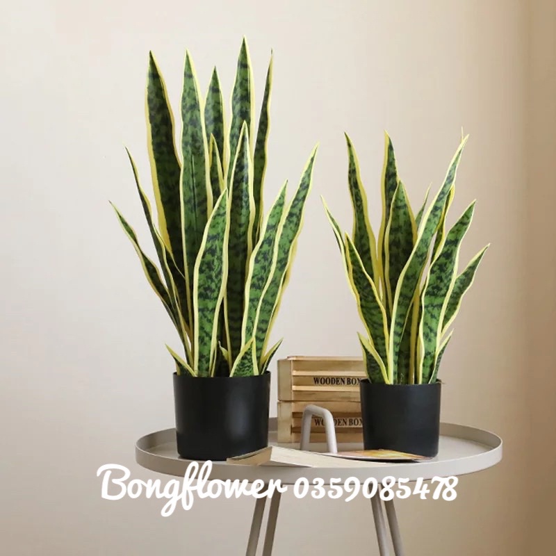 Cành lưỡi hổ giả cao cấp có 3 kích thước