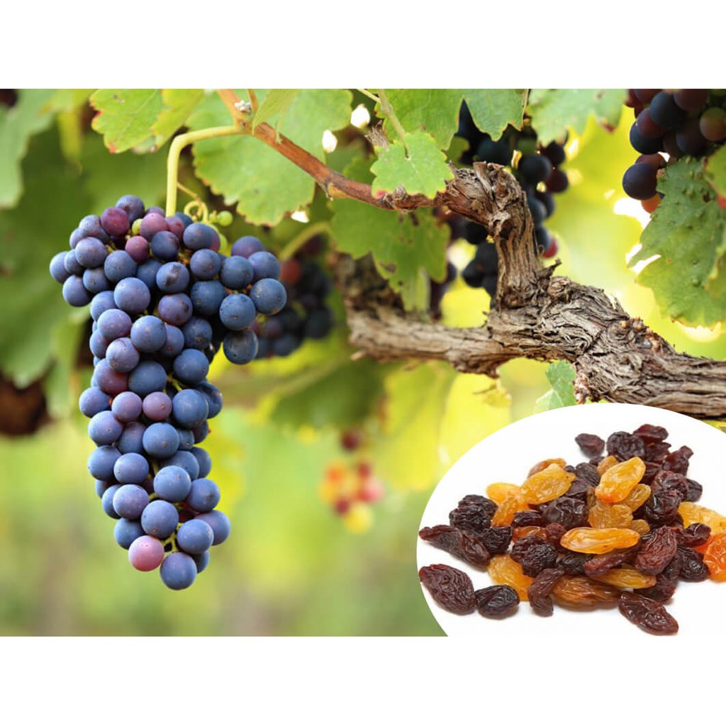 Nho Khô Raisins 3 Màu Không Hạt (Hàng Nhập Khẩu Chile) - 500g Siêu thực phẩm
