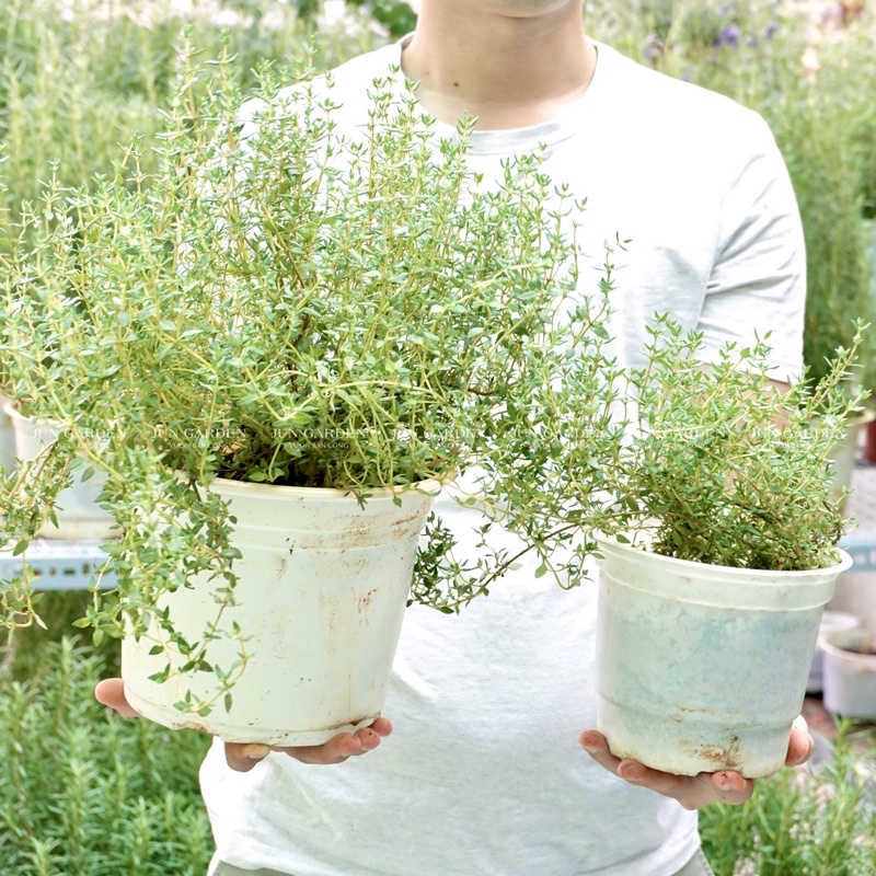 Cây Xạ Hương Thyme, Gia Vị Âu, Cây Thơm - Jun Garden