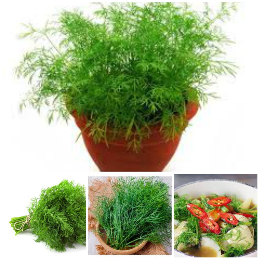 HẠT GIỐNG RAU THÌ LÀ - rau 4 mùa