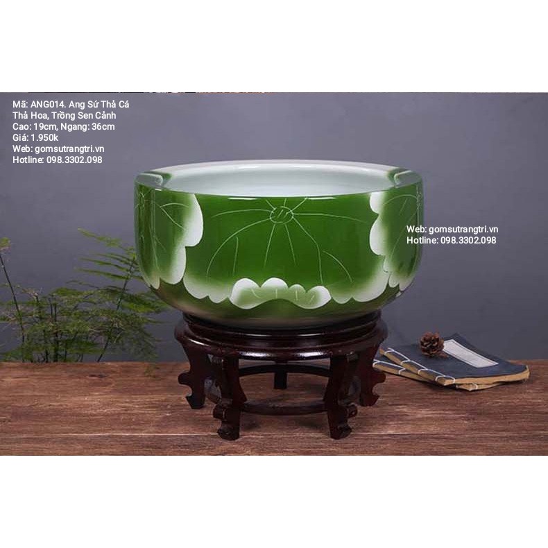ANG SỨ THẢ CÁ THẢ HOA, TRỒNG SEN CẢNH