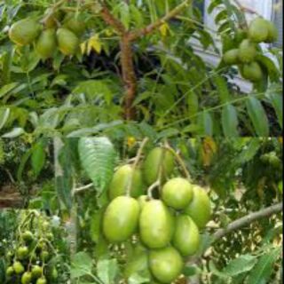 Cây cóc thái giống