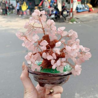 Cây đá tài lộc để bàn làm việc màu hồng