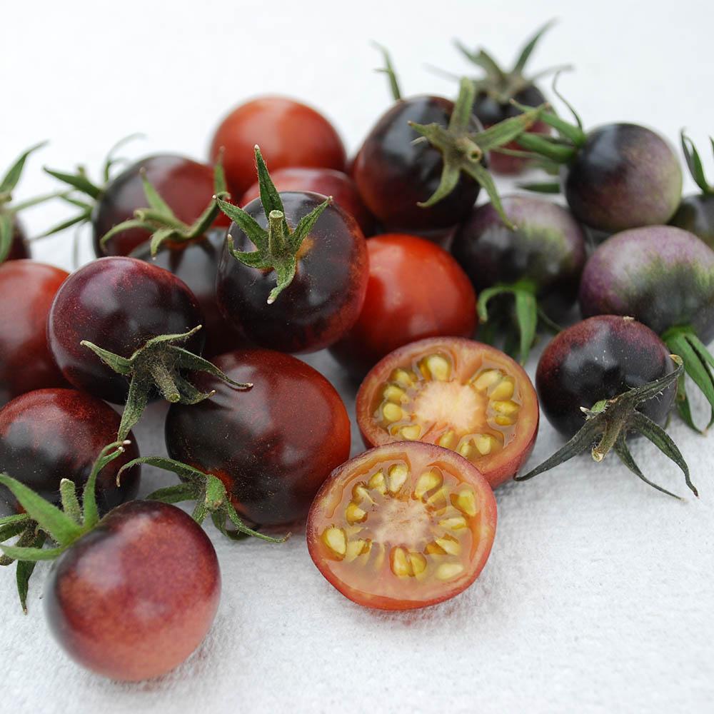 [Hạt giống Mỹ] Gói 7 hạt giống Cà chua đen Mỹ - tỷ lệ nảy mầm 95%