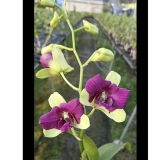 (2 chậu) Hoa lan dendro 3 cánh tím - hàng lá