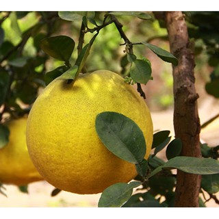 Hạt giống bưởi diễn