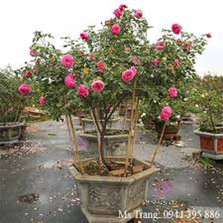 10 hồng gỗ đủ màu