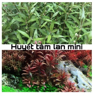 Cây thủy sinh các loại