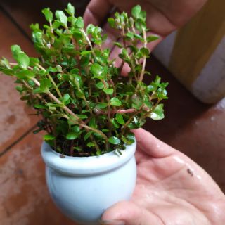 Cây thủy sinh Vảy ốc  (Ảnh thật của sản phẩm)