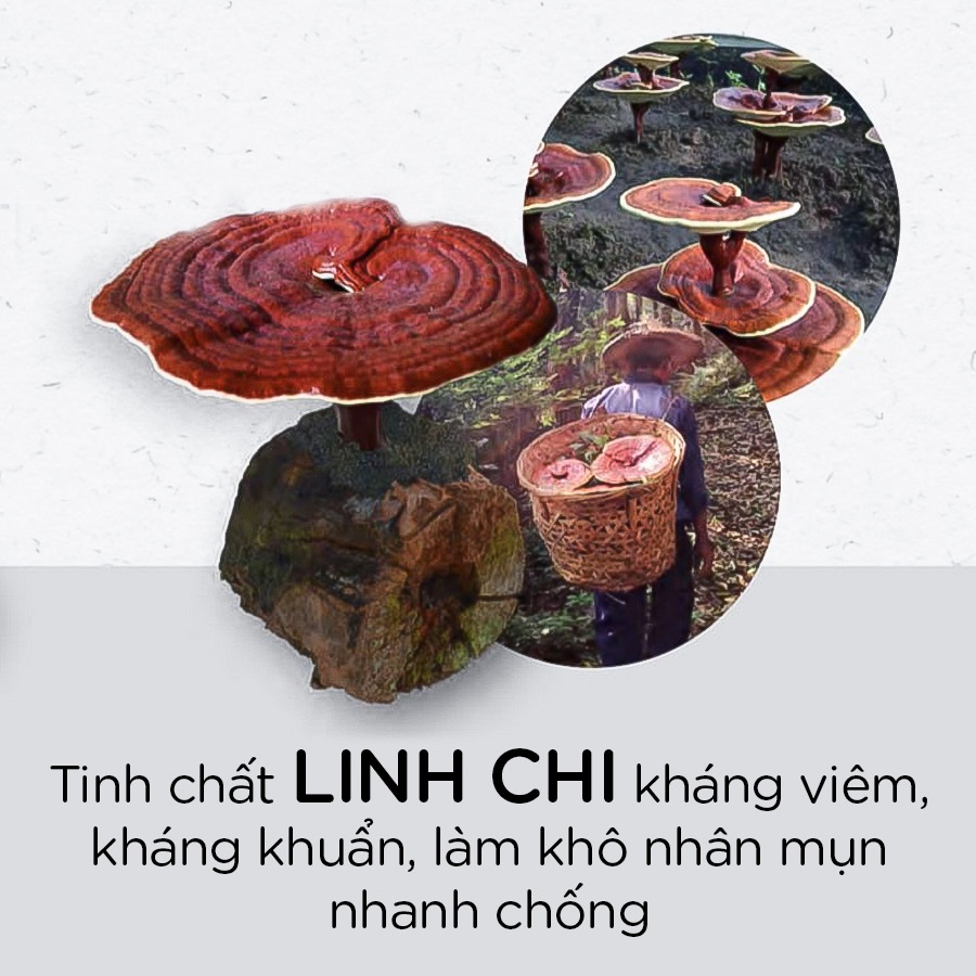 Kem mụn tinh chất Linh Chi Miss Fairy - Sạch mụn - Mờ thâm - Không để lại sẹo