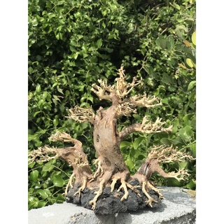 LŨA BONSAI CHO HỒ THỦY SINH SIZE LỚN [BT/01]
