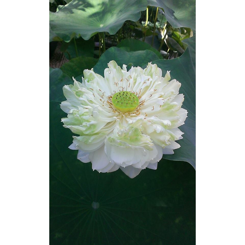 Sen Bách Diệp Trăm Cánh