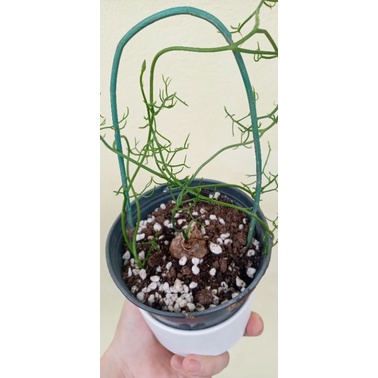 Cây Bowiea volubilis - Hành leo, hành biển