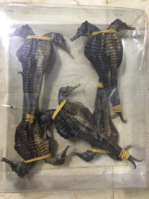 1 con cá ngựa size lớn 11-12cm