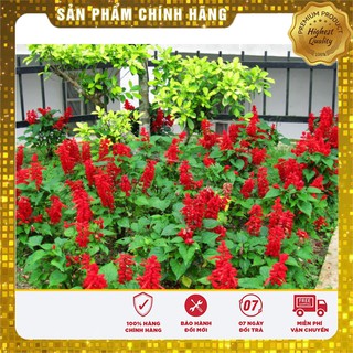 Hạt giống Hoa Xác Pháo đỏ 50 Hạt