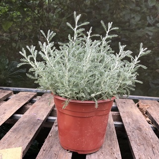 Cây Lavender Cotton (Santolina)