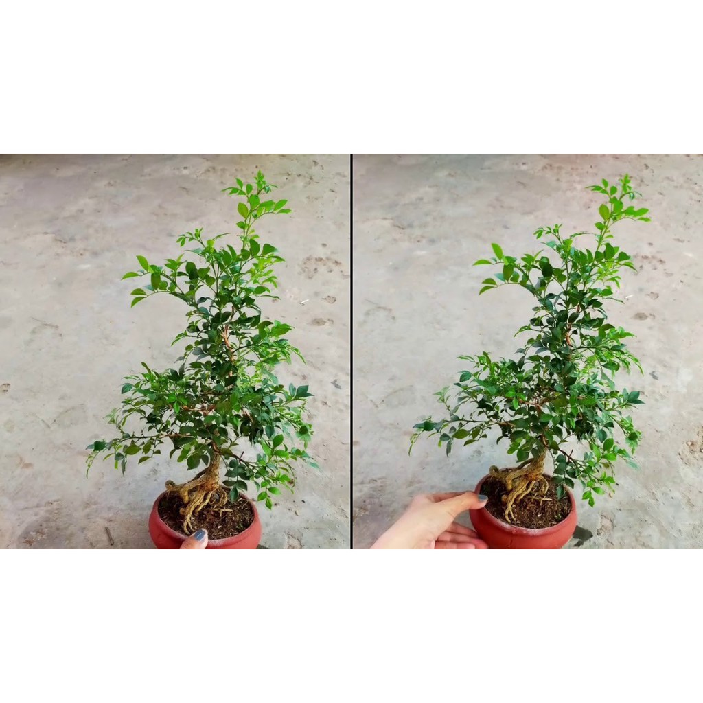 Cây NGUYỆT QUẾ lùn mini bon sai cực đẹp, để bàn hoa thơm ngát, gửi cây nguyên bầu