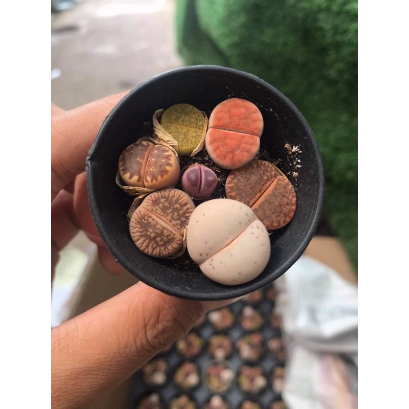 SEN THẠCH LAN, SEN ĐÁ  MÔNG SIÊU CUTE, LITHOPS NHIỀU MÀU SẮC