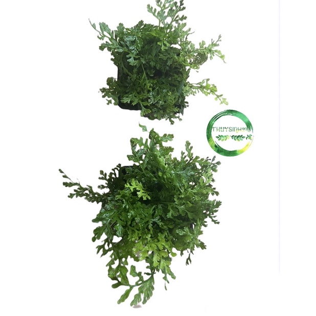 Dương xỉ châu phi mini - cây thuỷ sinh | cây dương xỉ thuỷ sinh