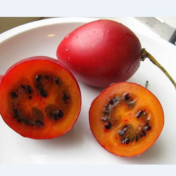 Hạt giống cà chua thân gỗ tamarillo 10 hạt -TẶNG viên nén ươm hạt giống