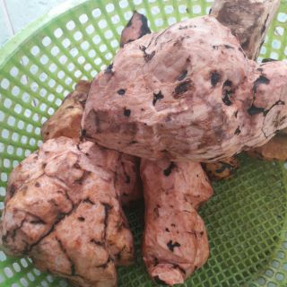 Bột hà thủ ô đỏ (lọ 0,5kg)
