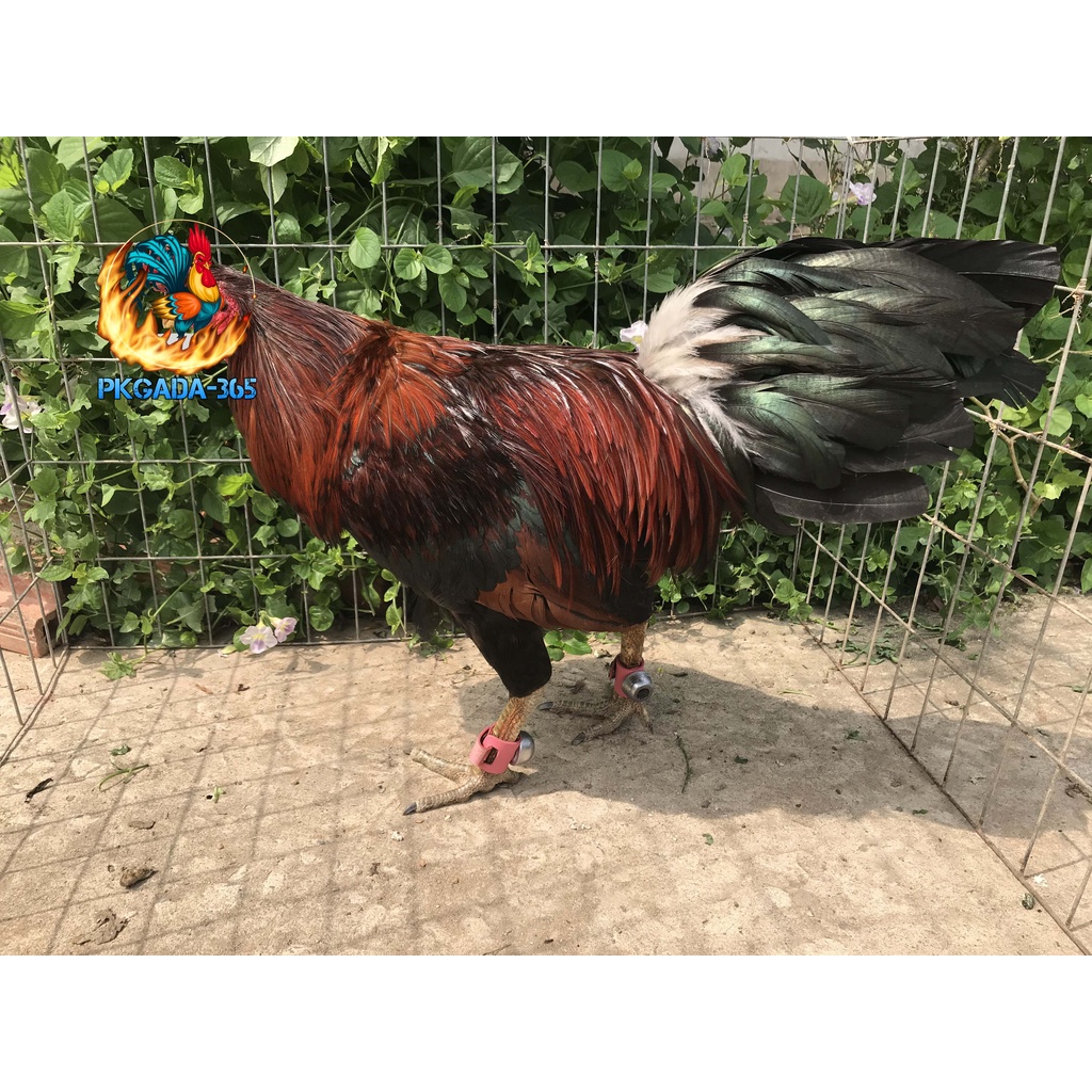 Tạ tập lực dùng cho gà lông, gà nòi - pkgada365